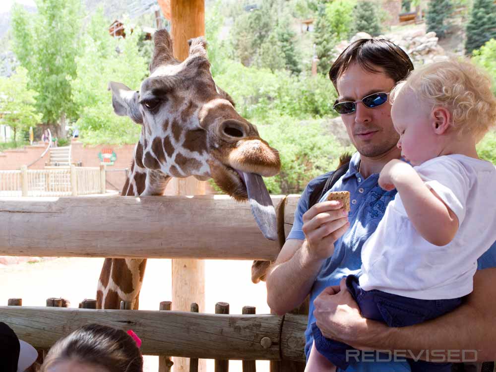 Kissing Giraffe - A giraffe kissing us